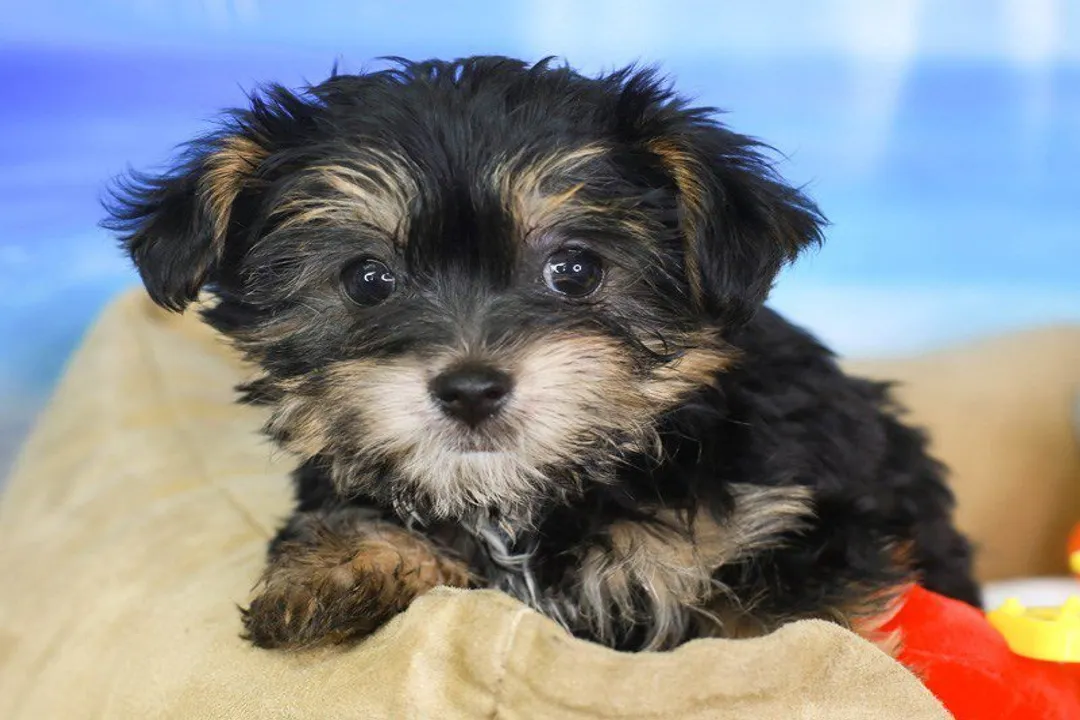 Yoranian Locations, Analyzing Location Commitments