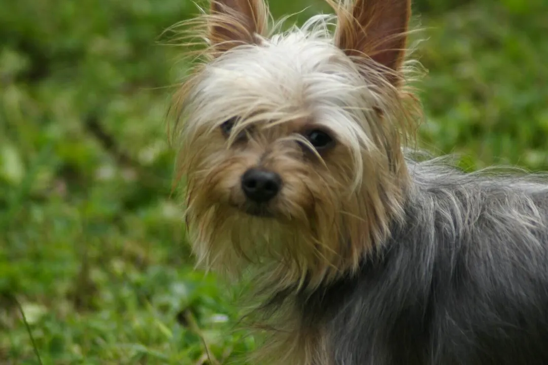 Yoranian Physical Characteristics