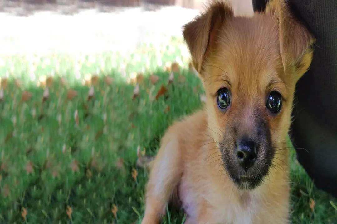 Yoranian Scientific Classification