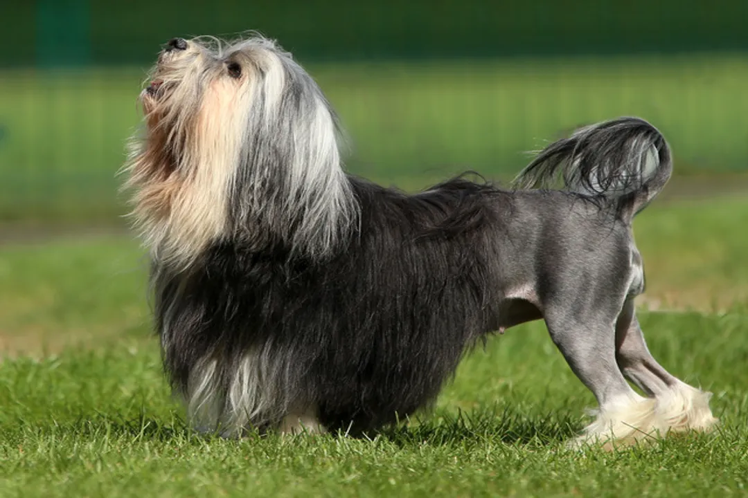 Yorkie Bichon Evolution, Parent Breeds