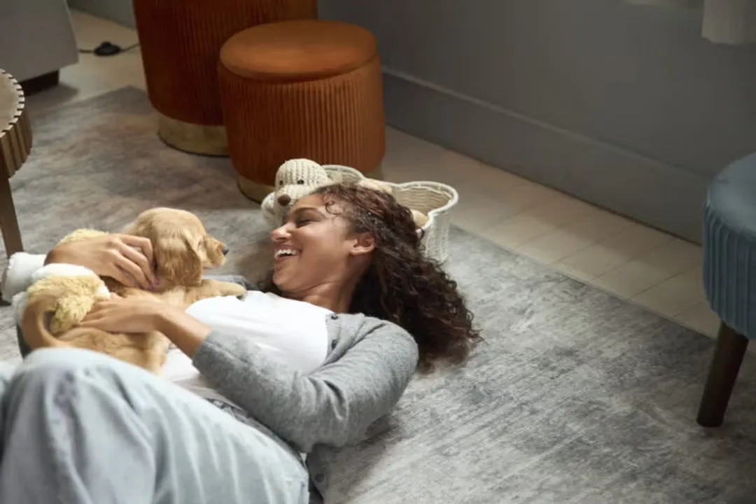 Yorkie Bichon Scientific Classification, Canine Kingdom