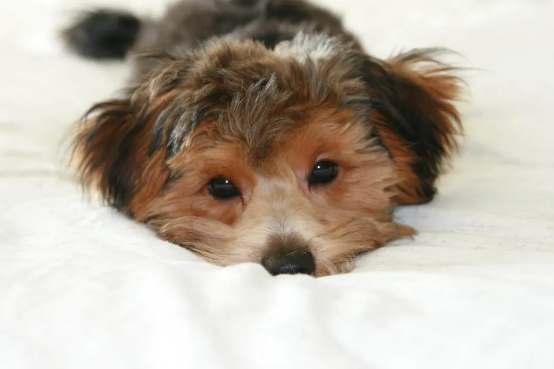 What is the general adult weight range typically expected for a healthy Yorkiepoo?