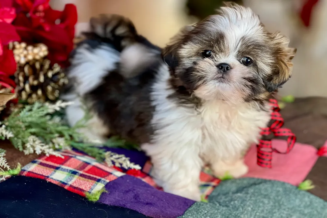 Yorkiepoo Locations, General Search Venues