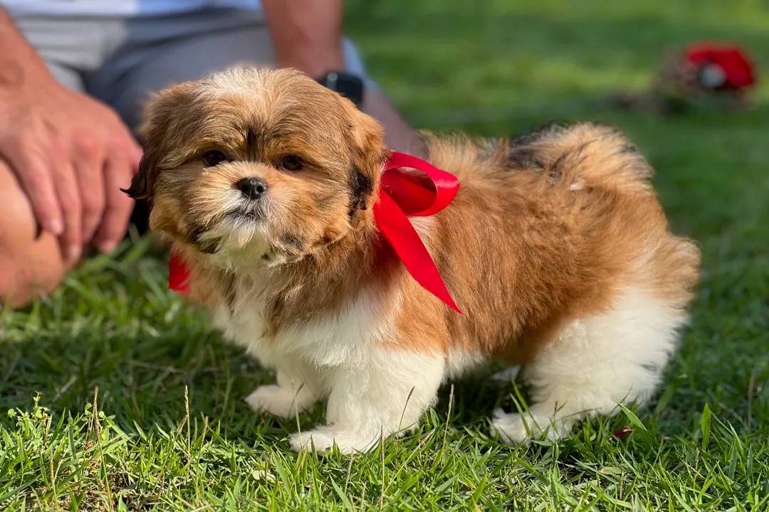 Yorkiepoo Locations, Mississippi Presence