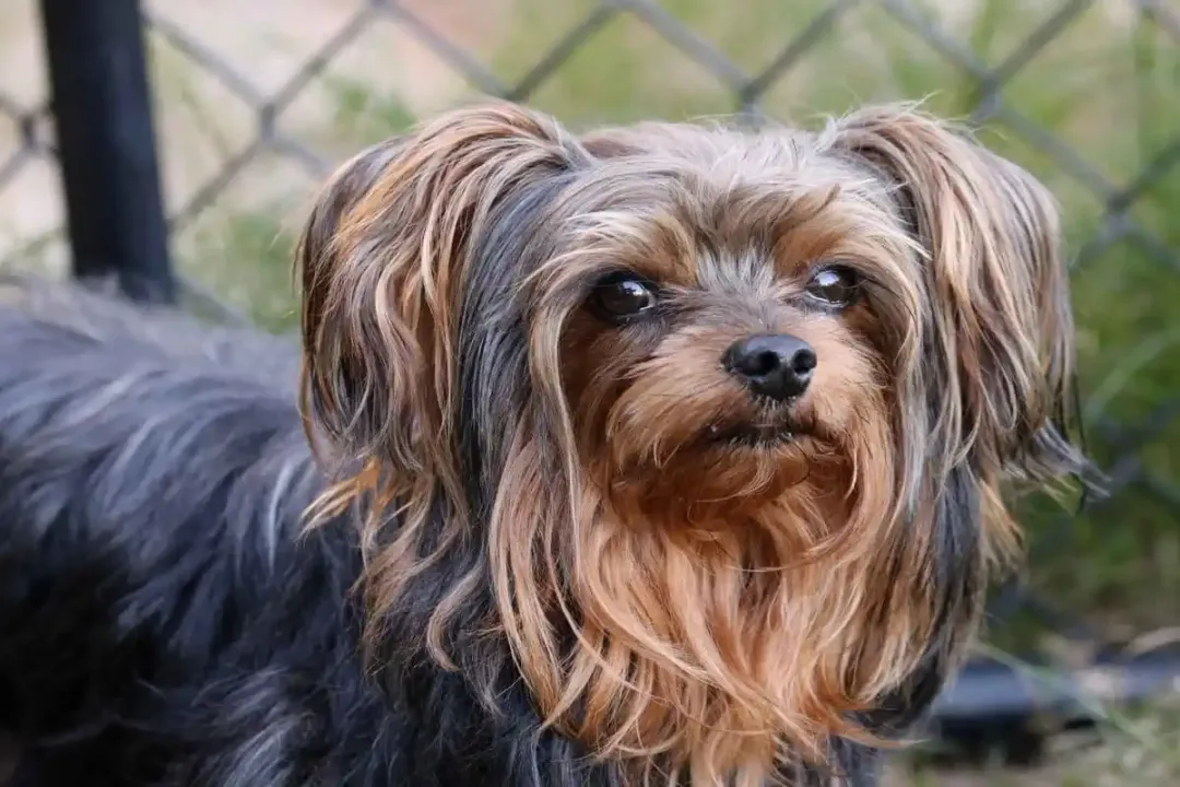 Yorkiepoo Physical Characteristics, Head Shape