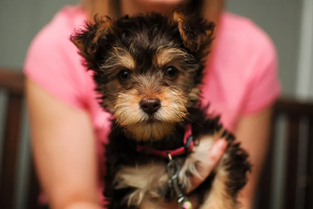 Yorkiepoo Scientific Classification