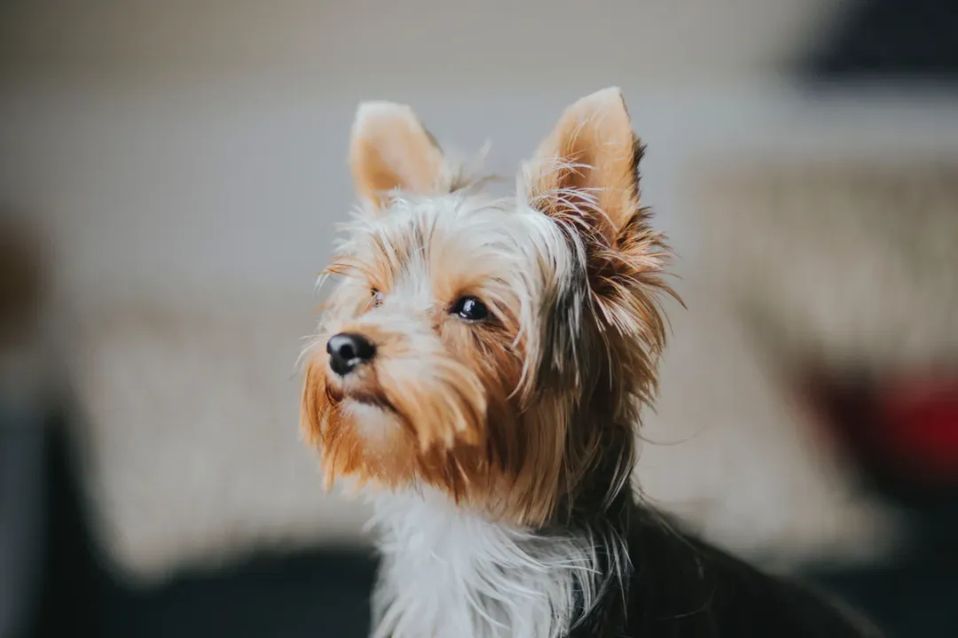 Yorkshire Terrier Diet, Energy Needs