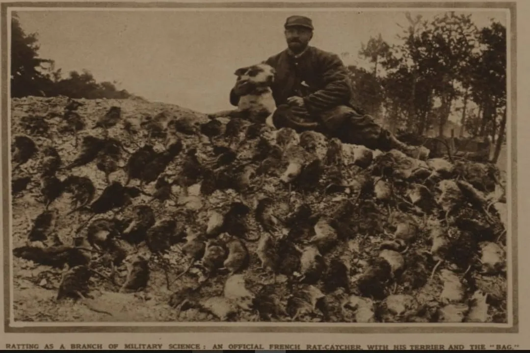 Yorkshire Terrier Evolution, Industrial Birth