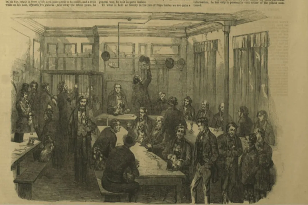 Yorkshire Terrier Evolution, Foundation Stock