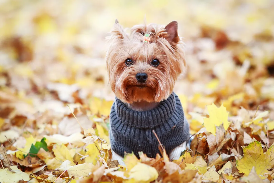 Yorkshire Terrier Facts, Daily Requirements