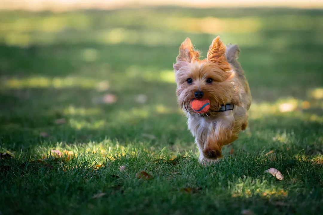 Yorkshire Terrier Physical Characteristics, Facial Details
