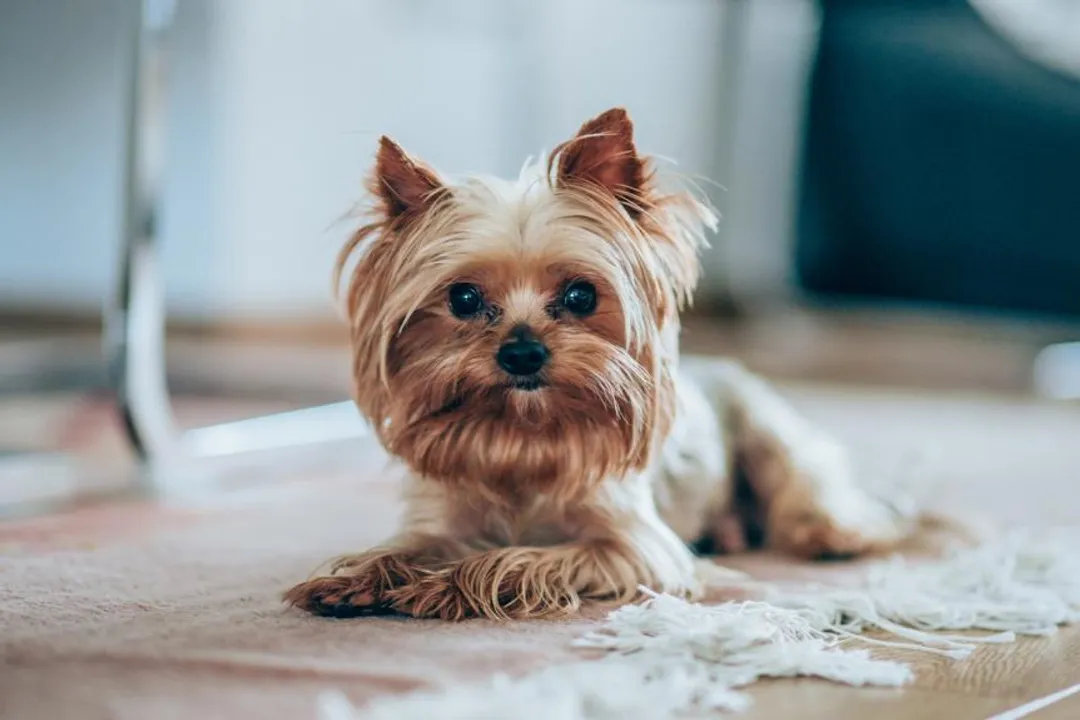 Yorkshire Terrier Physical Characteristics, Silky Exterior