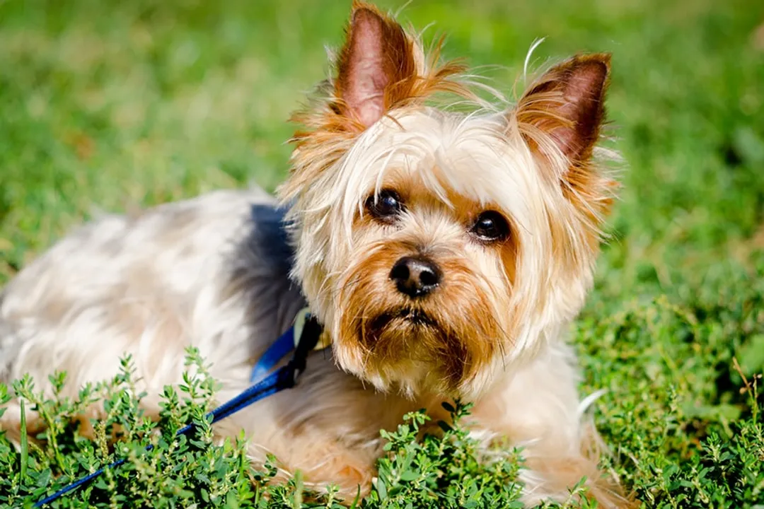 Yorkshire Terrier Scientific Classification, Ranks Defined
