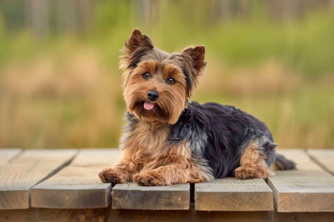 Yorkshire Terrier Scientific Classification
