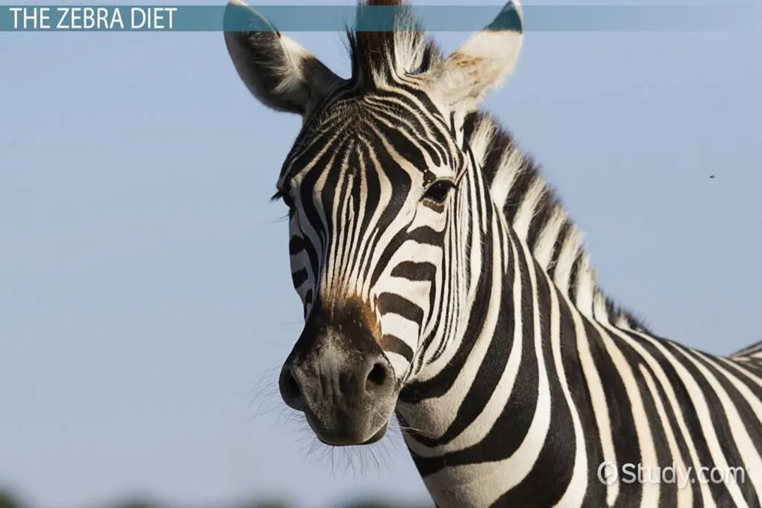 Zebra Diet, Grazing Animals