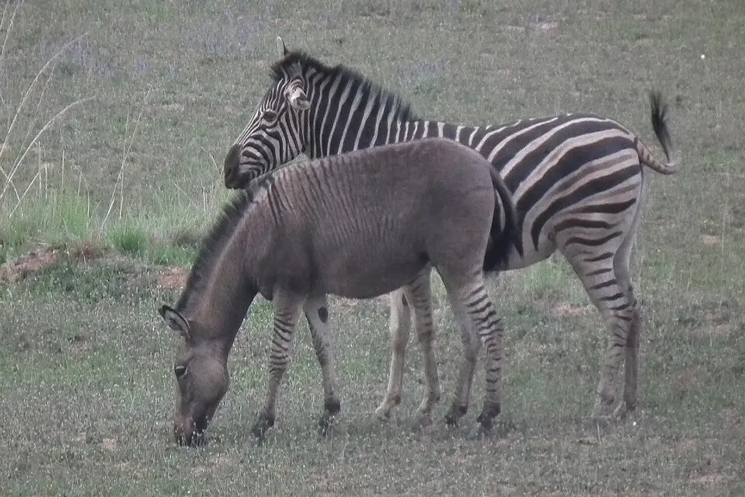 Zebra Diet, Browsing Habits