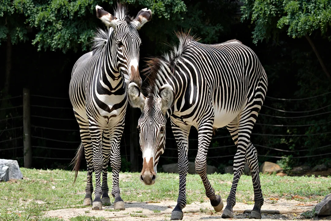 Zebra Diet, Water Dependence