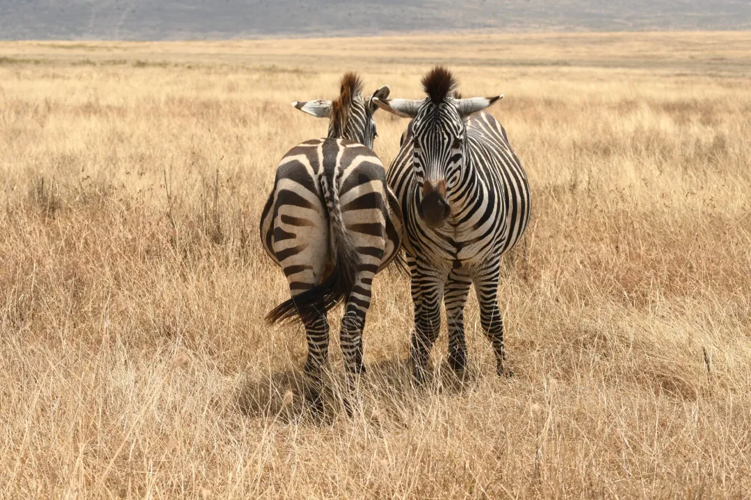 Zebra Evolution, Pattern Variation