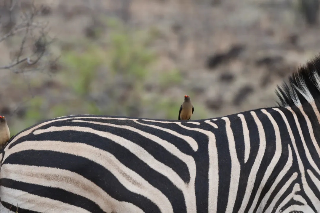 Zebra Evolution, Species Separation