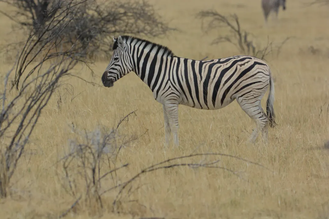 Zebra Evolution, Stripe Hypotheses