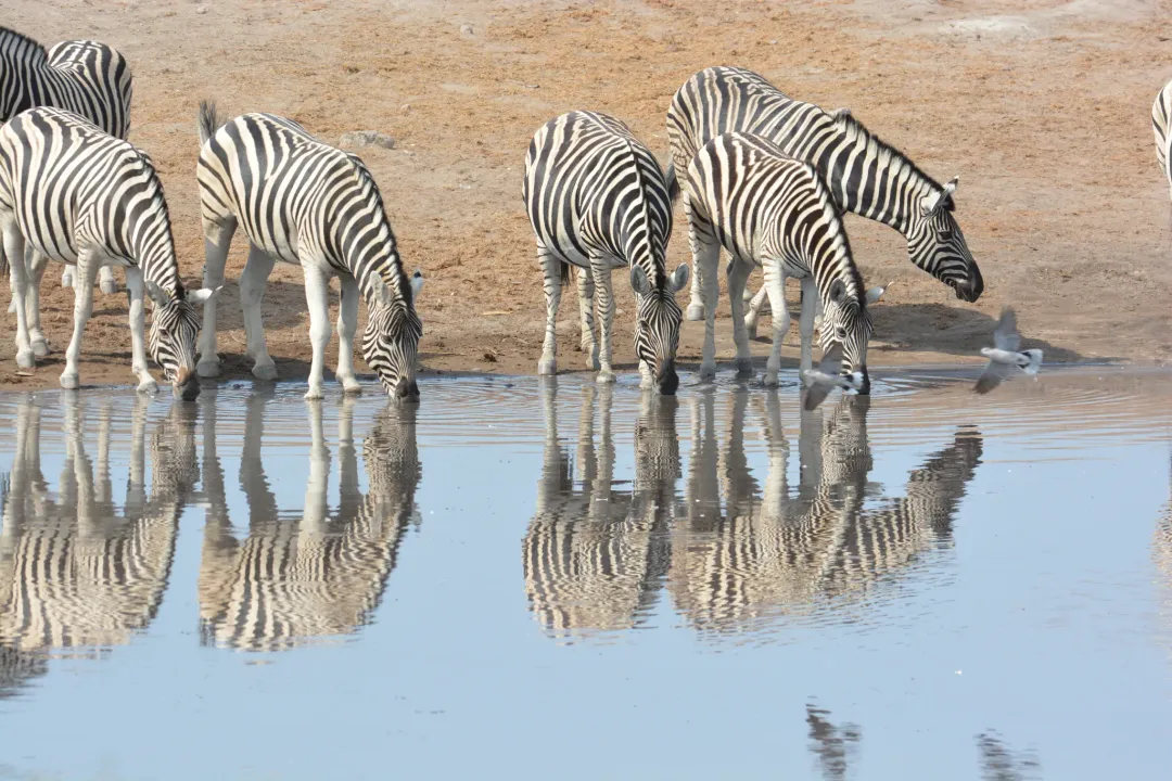 Zebra Evolution, Equid Lineage