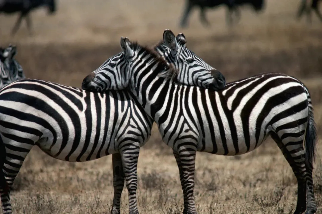 Zebra Facts, Social Units
