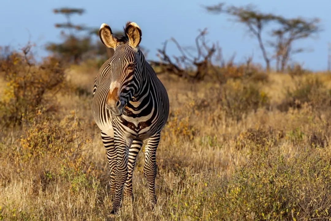 Zebra Facts, Equine Kinship