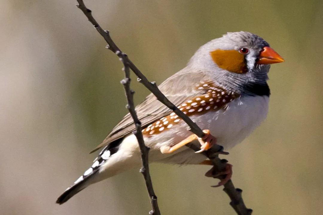 Zebra Finch Diet, Grit Calcium