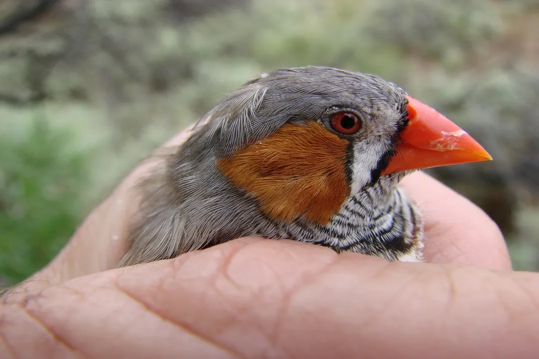 Zebra Finch Diet, Protein Needs
