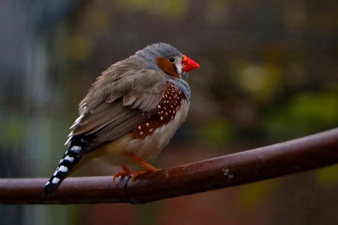 Zebra Finch Evolution, Genome Unlocked