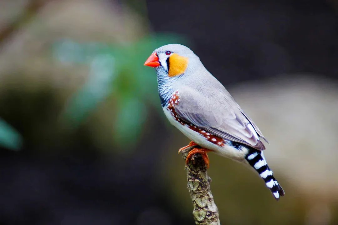 Zebra Finch Facts, Physical Traits