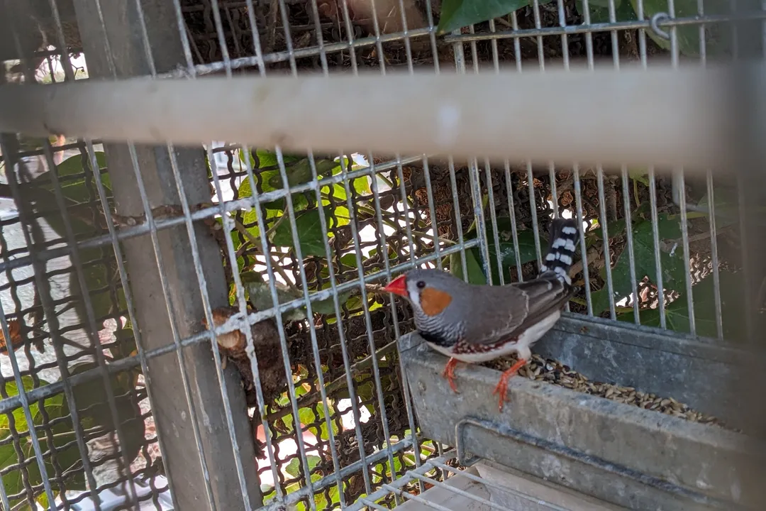 Zebra Finch Locations, The Captive Population