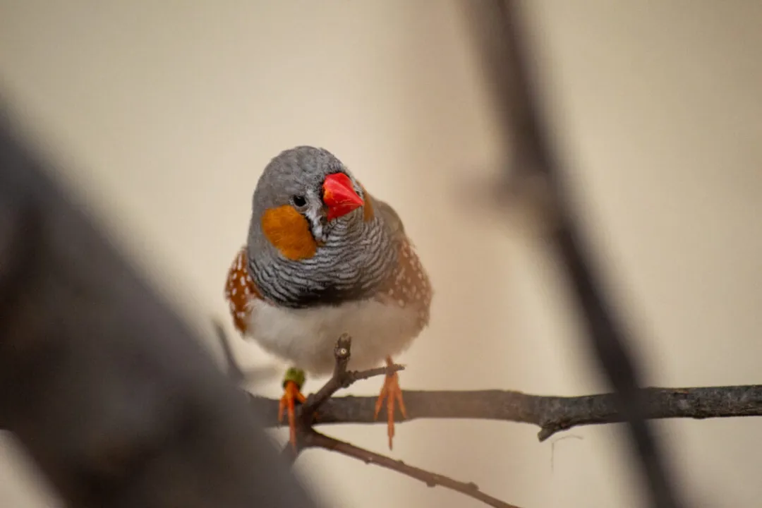 Zebra Finch Locations, Indonesian Presence