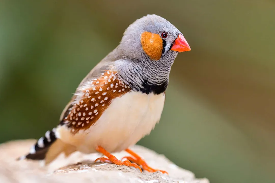 Zebra Finch Physical Characteristics