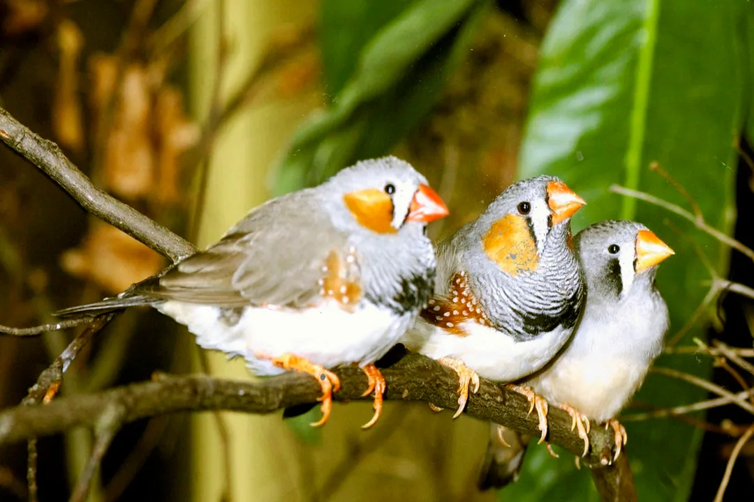 Zebra Finch Physical Characteristics, Breed Varieties