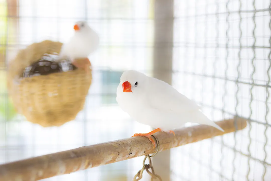 Zebra Finch Physical Characteristics, Sexual Dimorphism