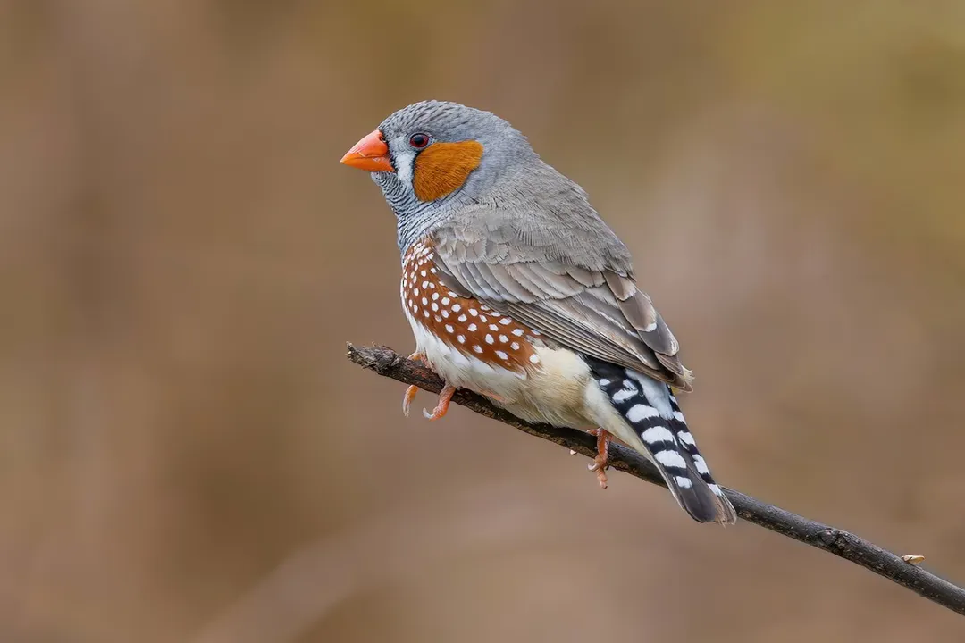 Zebra Finch Scientific Classification, Family Ties Estrildidae