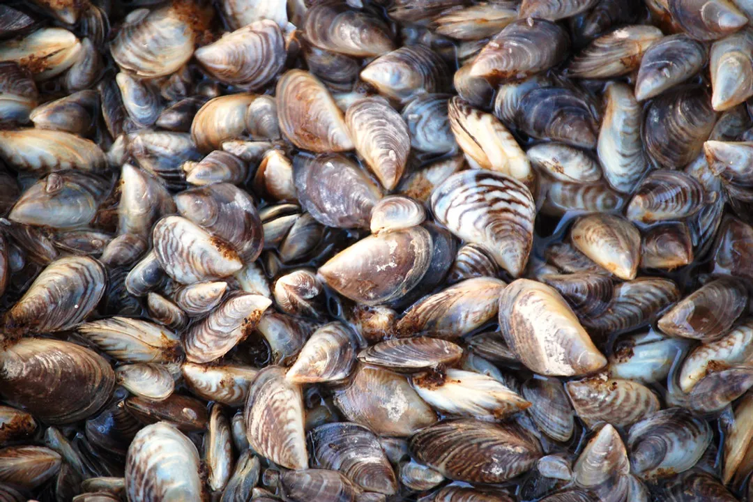 What classification describes the feeding method utilized by the zebra mussel, Dreissena polymorpha?
