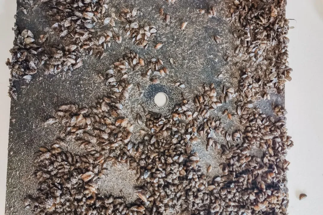 Zebra Mussels Diet, Primary Diet