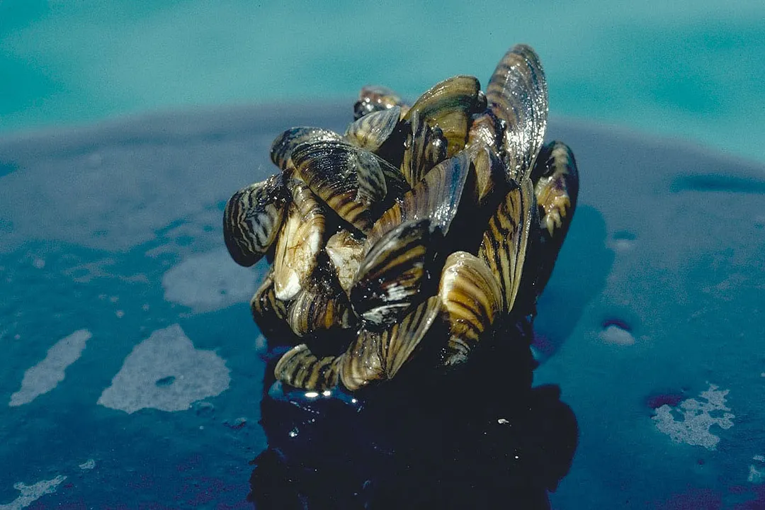Zebra Mussels Evolution, Original Home