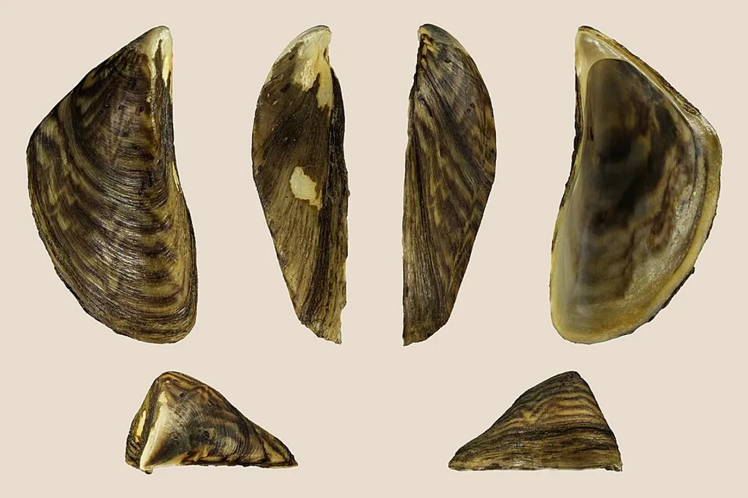 Zebra Mussels Facts, Origins History