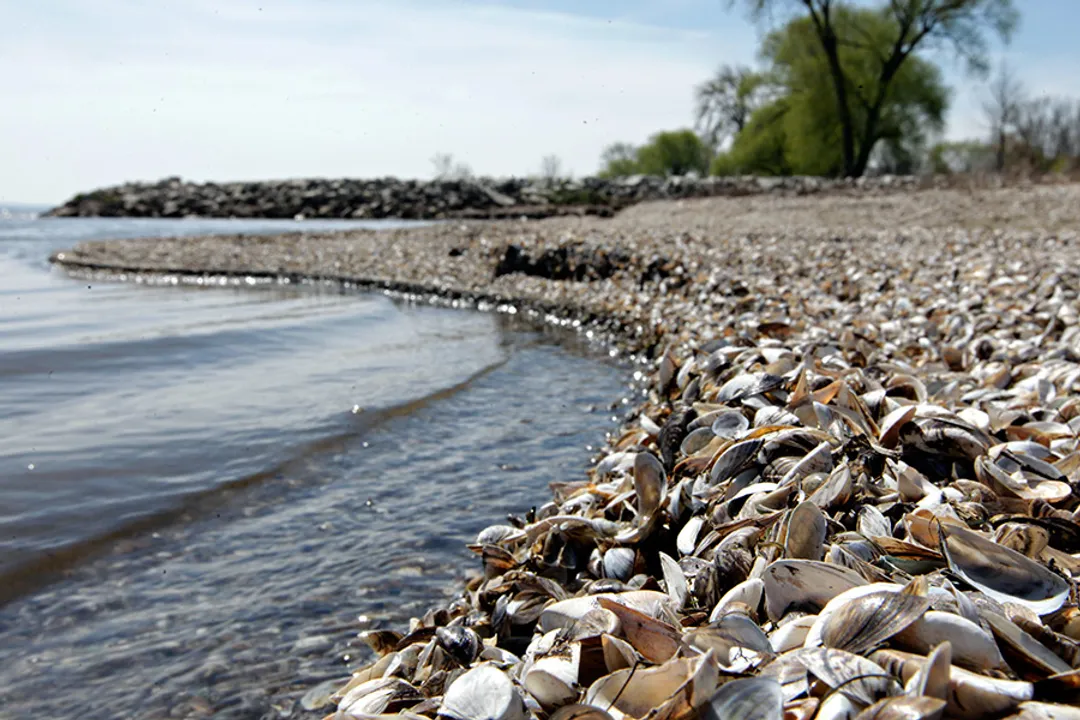 What is credited for the arrival of Zebra Mussels in the Great Lakes?