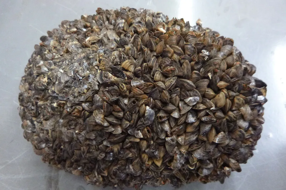 Zebra Mussels Facts, Habitat Requirements