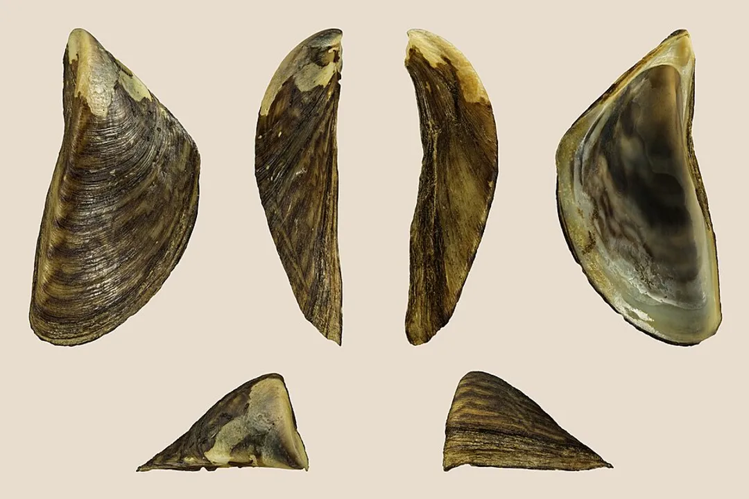 Zebra Mussels Locations, North America