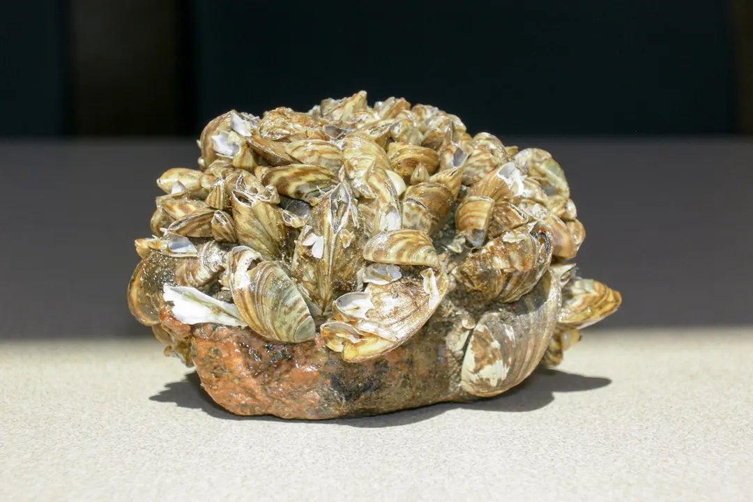 Zebra Mussels Locations, Origins