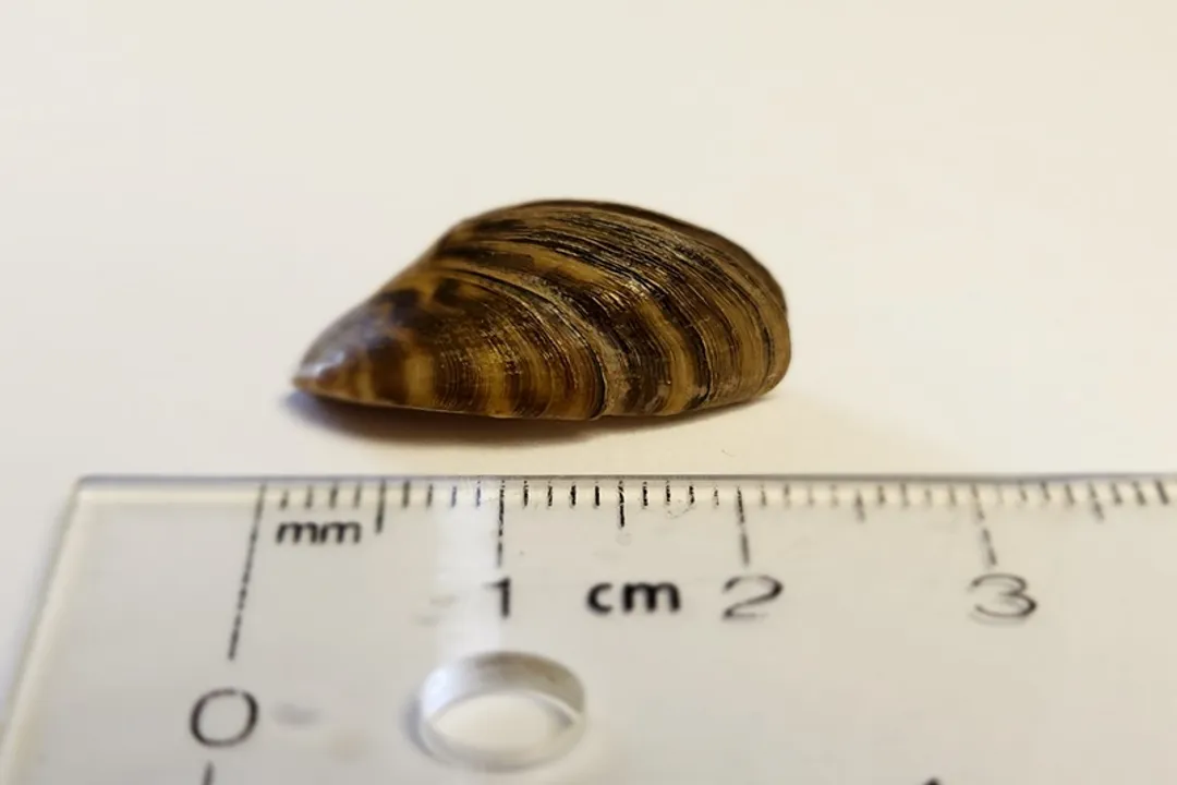 Zebra Mussels Physical Characteristics, Shell Structure
