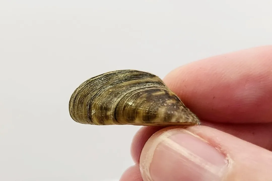 Zebra Mussels Physical Characteristics, Shell Structure