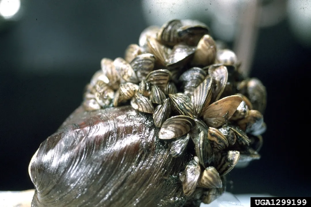 Zebra Mussels Scientific Classification, Kingdom Placement