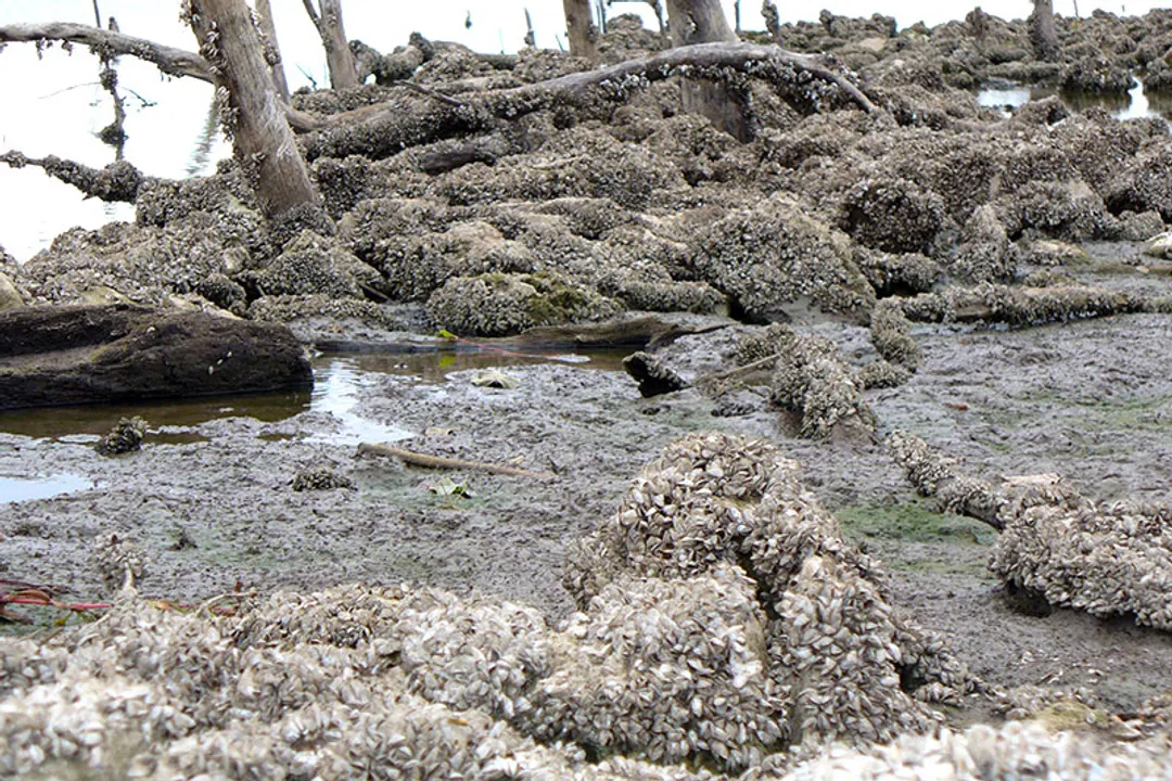 Zebra Mussels Scientific Classification, Naming Confusion