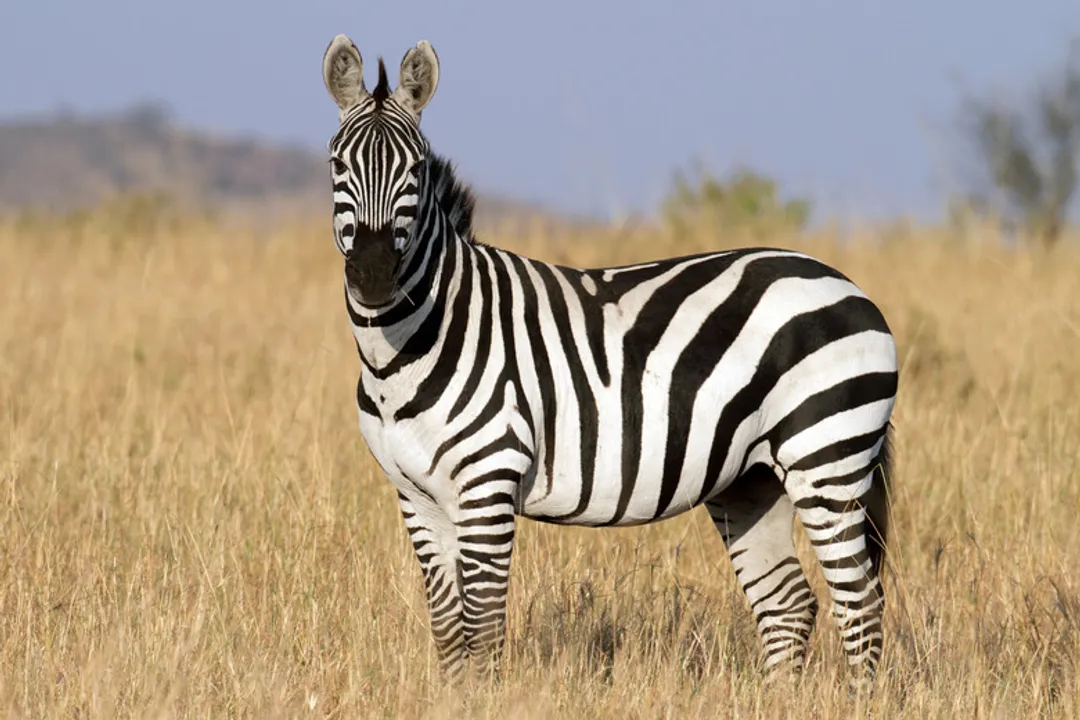 Zebra Physical Characteristics
